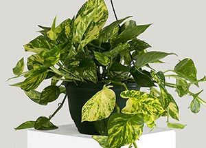 Top 5 Dehumidifier Plants That Maintain Indoor Humidity Levels